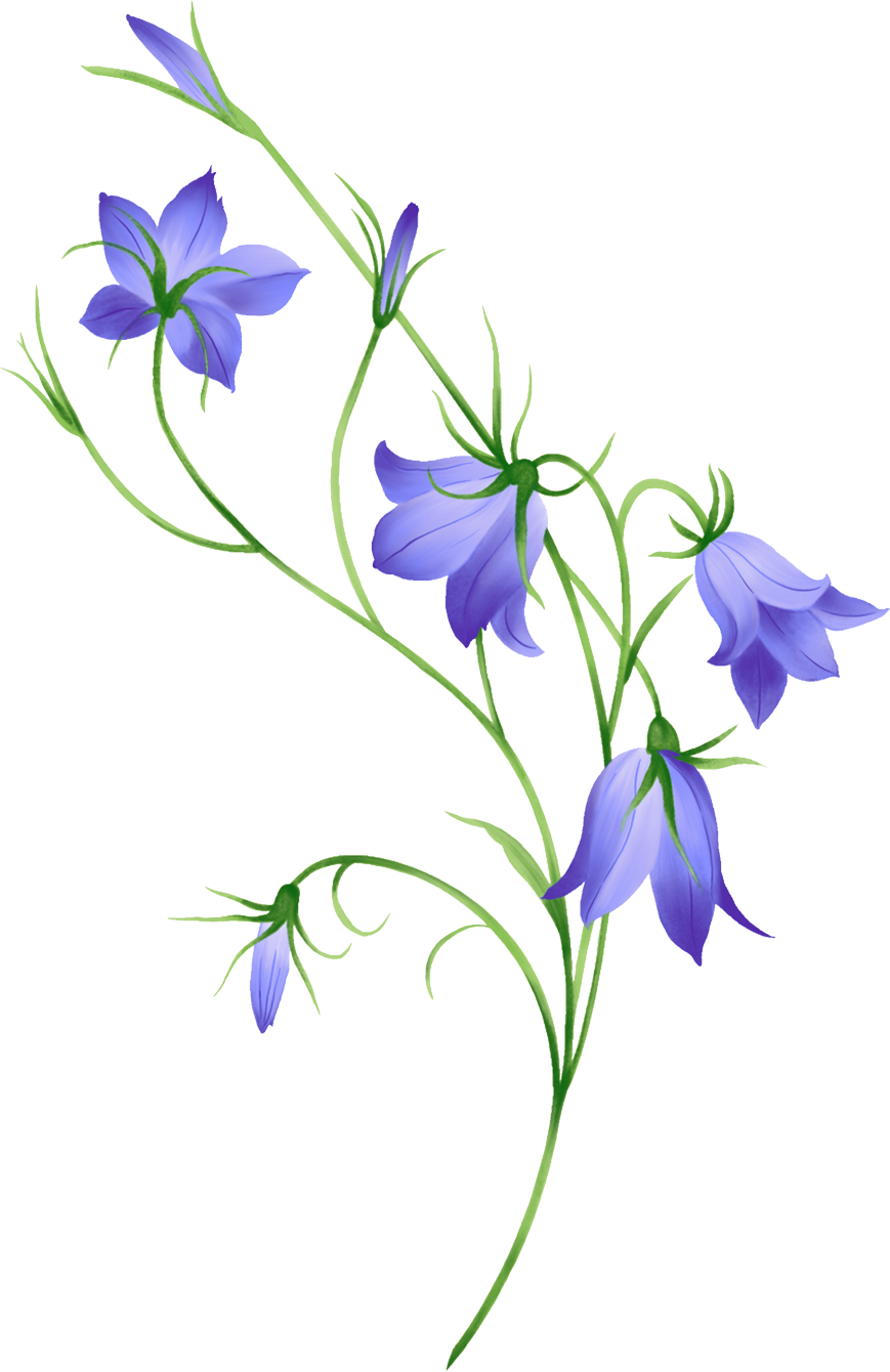 Blue Morning Glory Illustration PNG Image