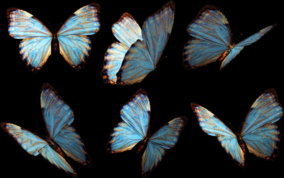 Blue Morpho Butterflies Collection PNG Image