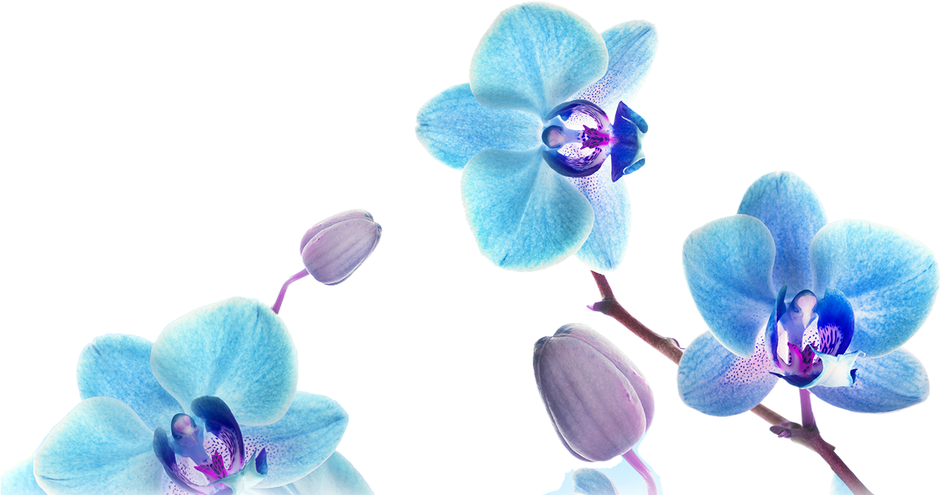 Blue Orchid Blooms Transparent Background PNG Image