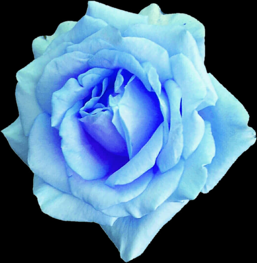 Blue Rose Isolatedon Black Background PNG Image