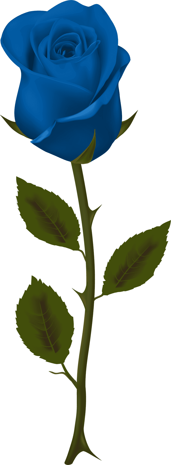 Blue Rose Single Stem Graphic PNG Image