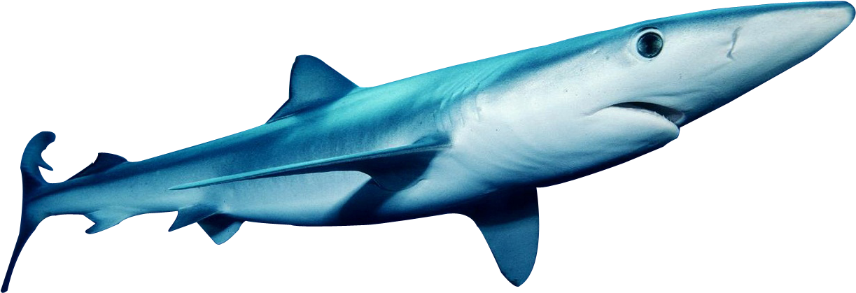 Blue Shark Swimming Profile PNG Image