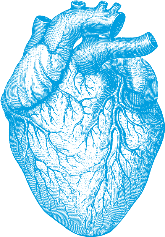 Blue Sketch Human Heart PNG Image