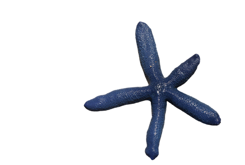 Blue Starfish Black Background PNG Image