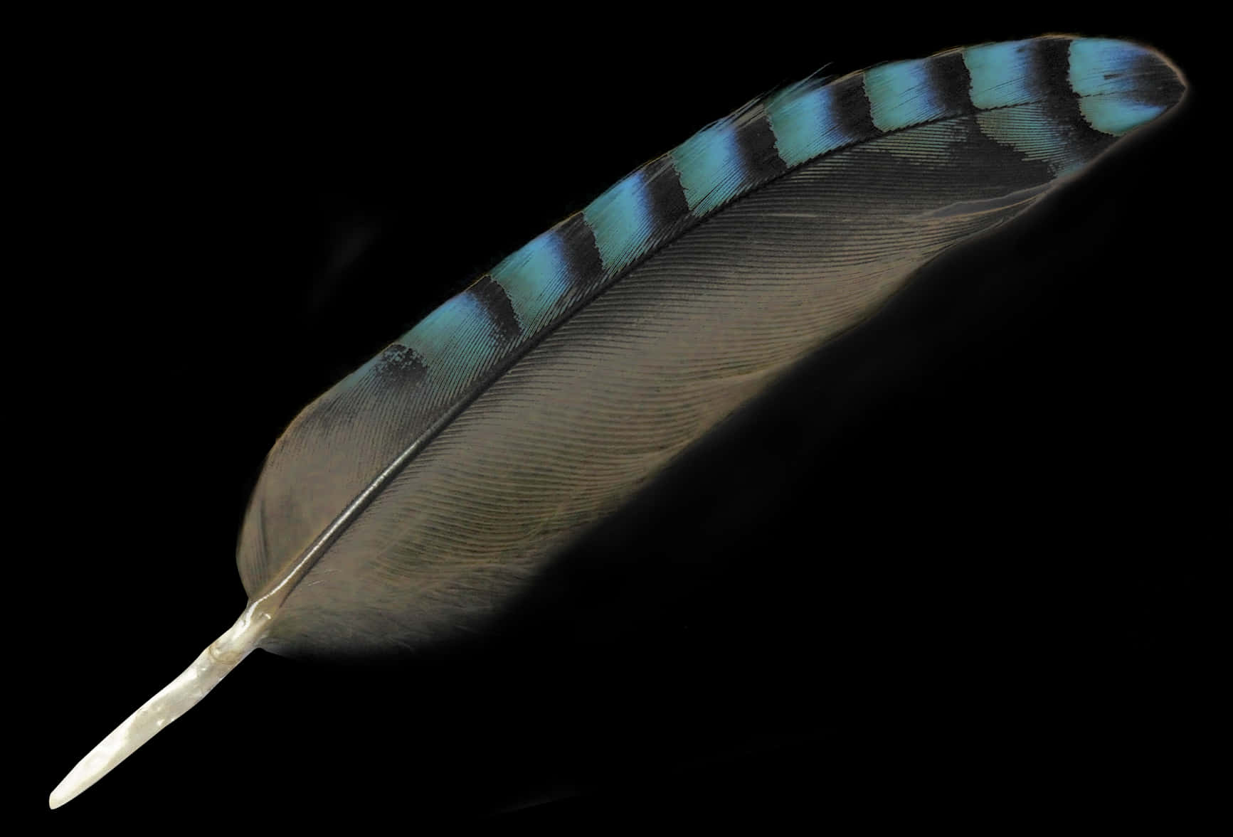 Blue Striped Featheron Black Background.jpg PNG Image