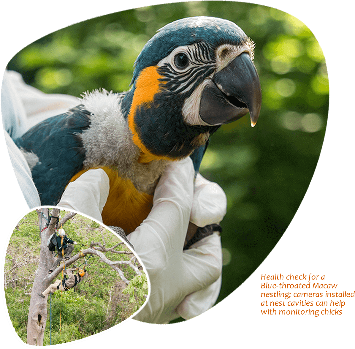 Blue Throated Macaw Health Check PNG Image