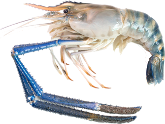 Blue Tinged Prawn Isolated PNG Image