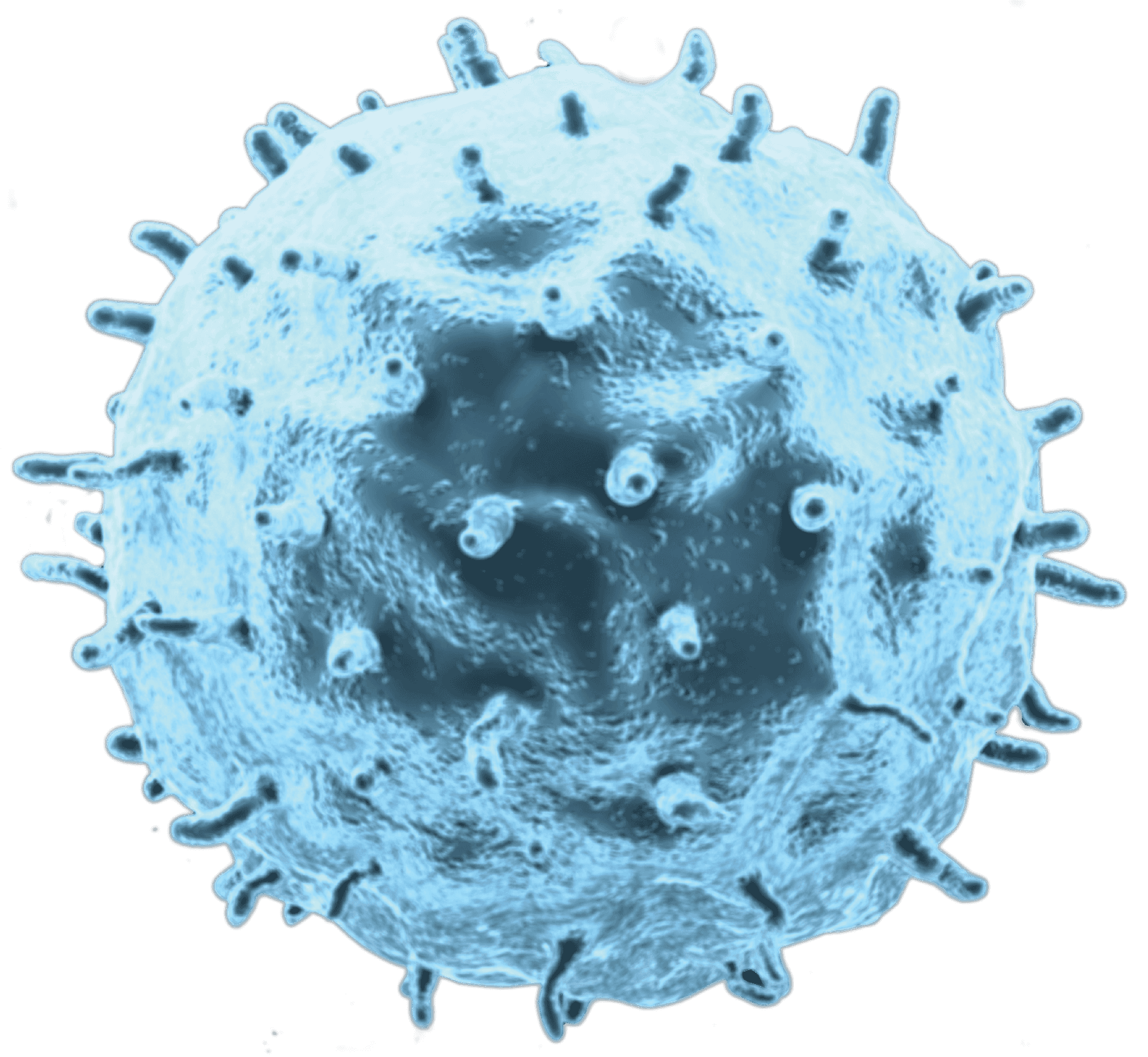 Blue Tinted Cancer Cell Micrograph PNG Image