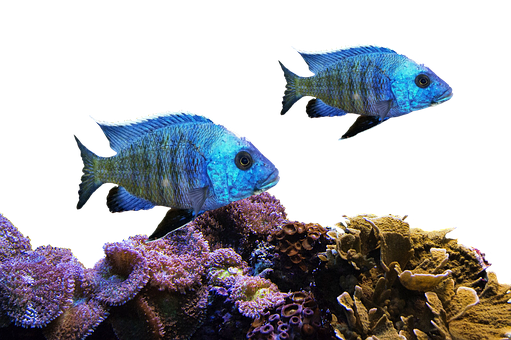 Blue Tropical Fish Swimming Over Coral Reef PNG Image