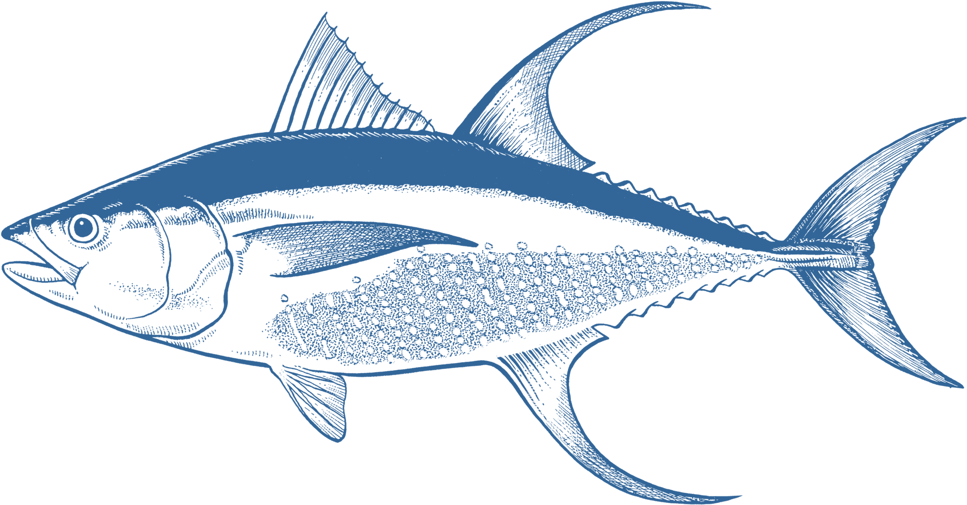 Blue Tuna Illustration PNG Image