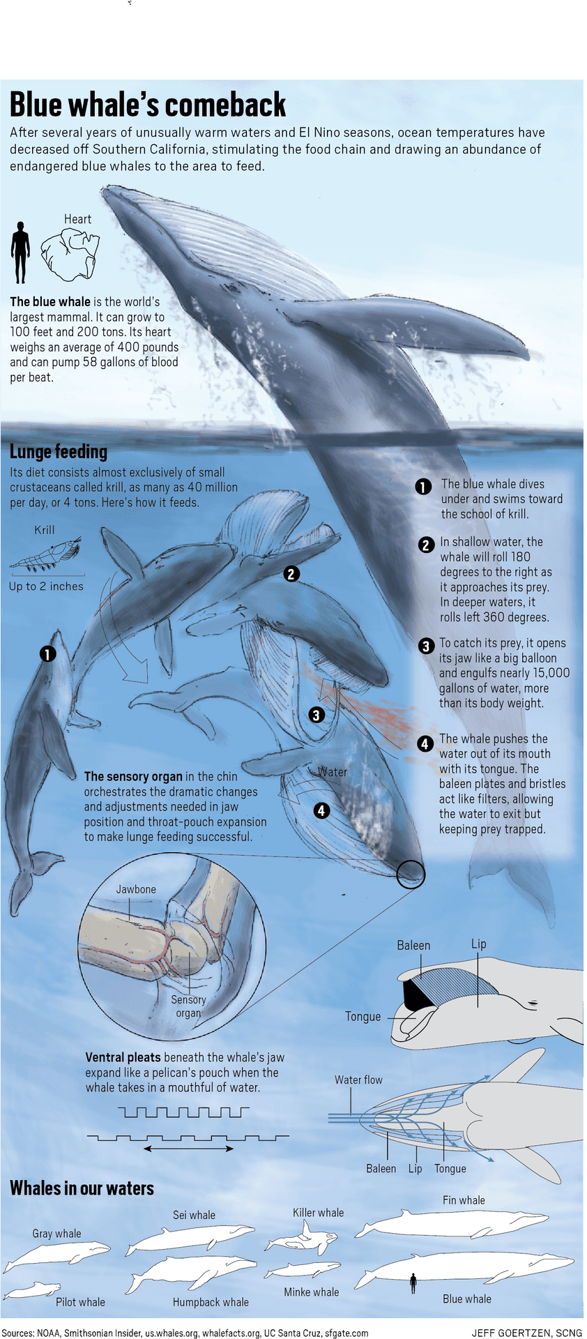 Blue Whale Feeding Infographic PNG Image