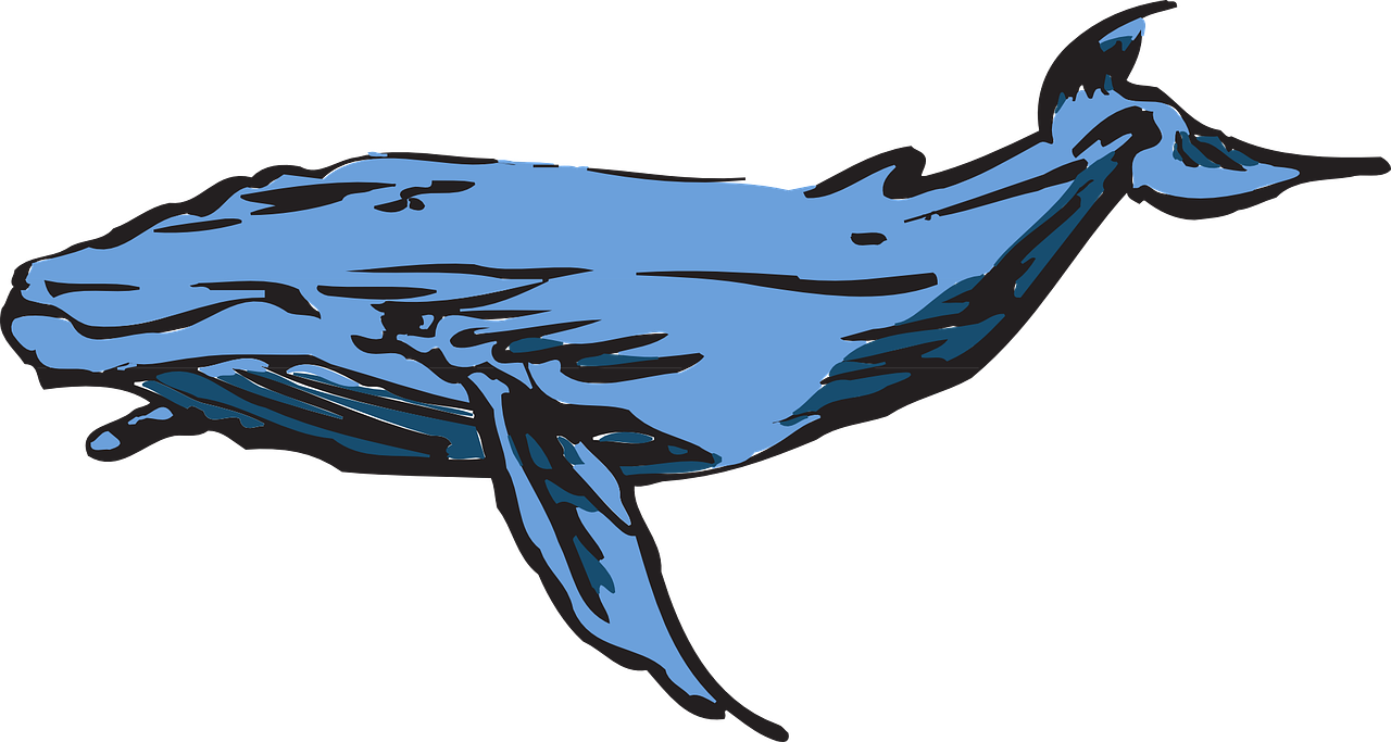 Blue Whale Illustration PNG Image