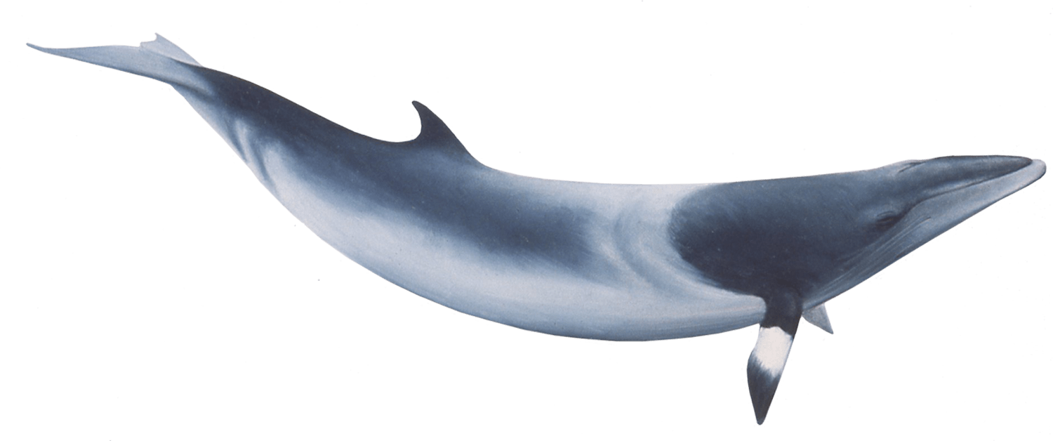 Blue Whale Illustration PNG Image