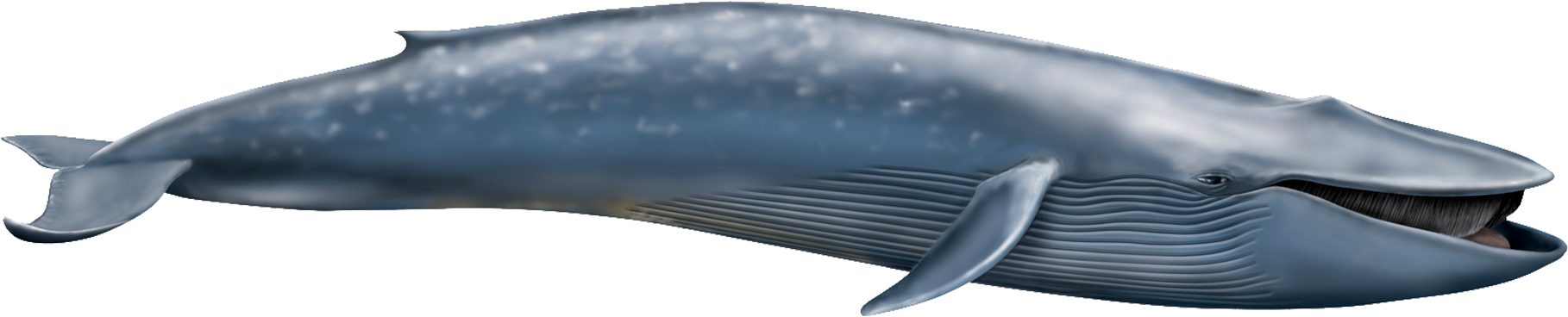 Blue Whale Illustration PNG Image