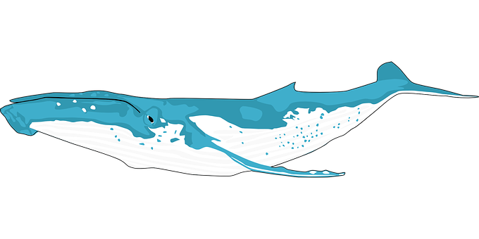 Blue Whale Illustration PNG Image