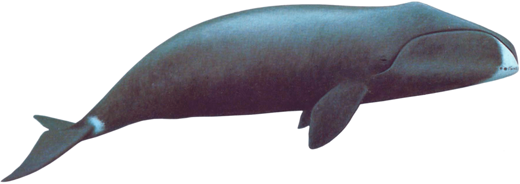 Blue Whale Silhouette PNG Image