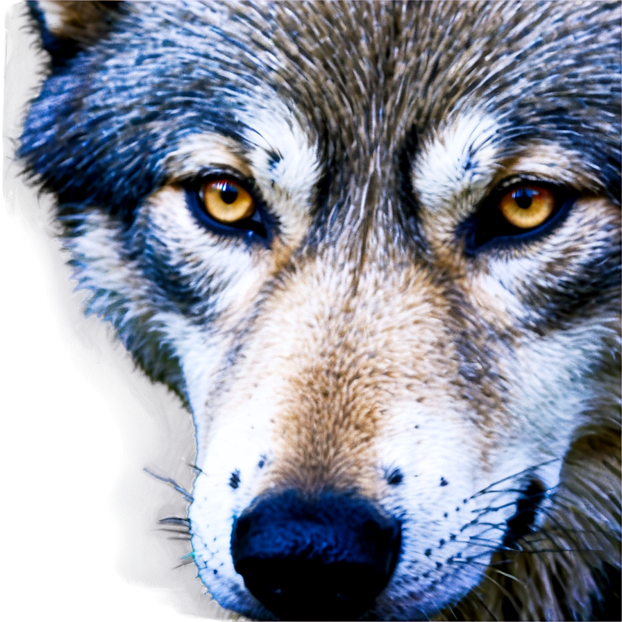 Blue Wolf Eyes Png Mqv12 PNG Image