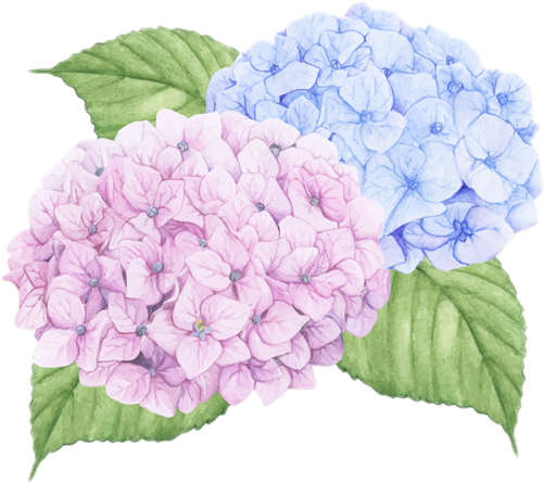 Blueand Pink Hydrangea Watercolor PNG Image