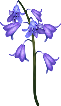 Bluebell Flower Illustration PNG Image