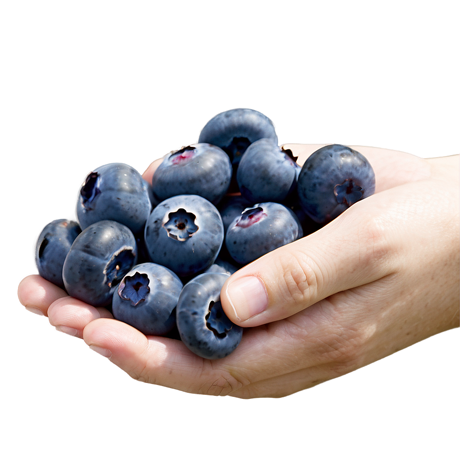 Blueberries In Hand Png Yjw PNG Image