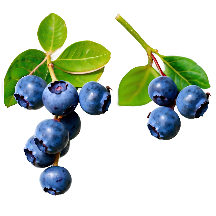 Blueberries On Tree Png 30 PNG Image