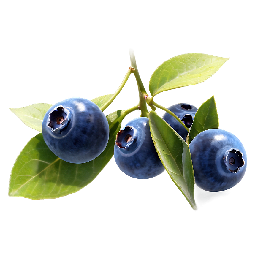 Blueberries On Vine Png 05242024 PNG Image