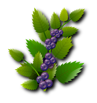 Blueberry Branch Illustration PNG Image