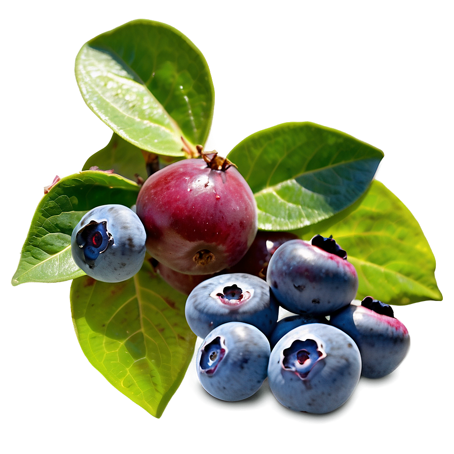 Blueberry Bush Bounty Png 4 PNG Image