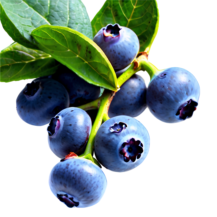 Blueberry Field Png Iat PNG Image