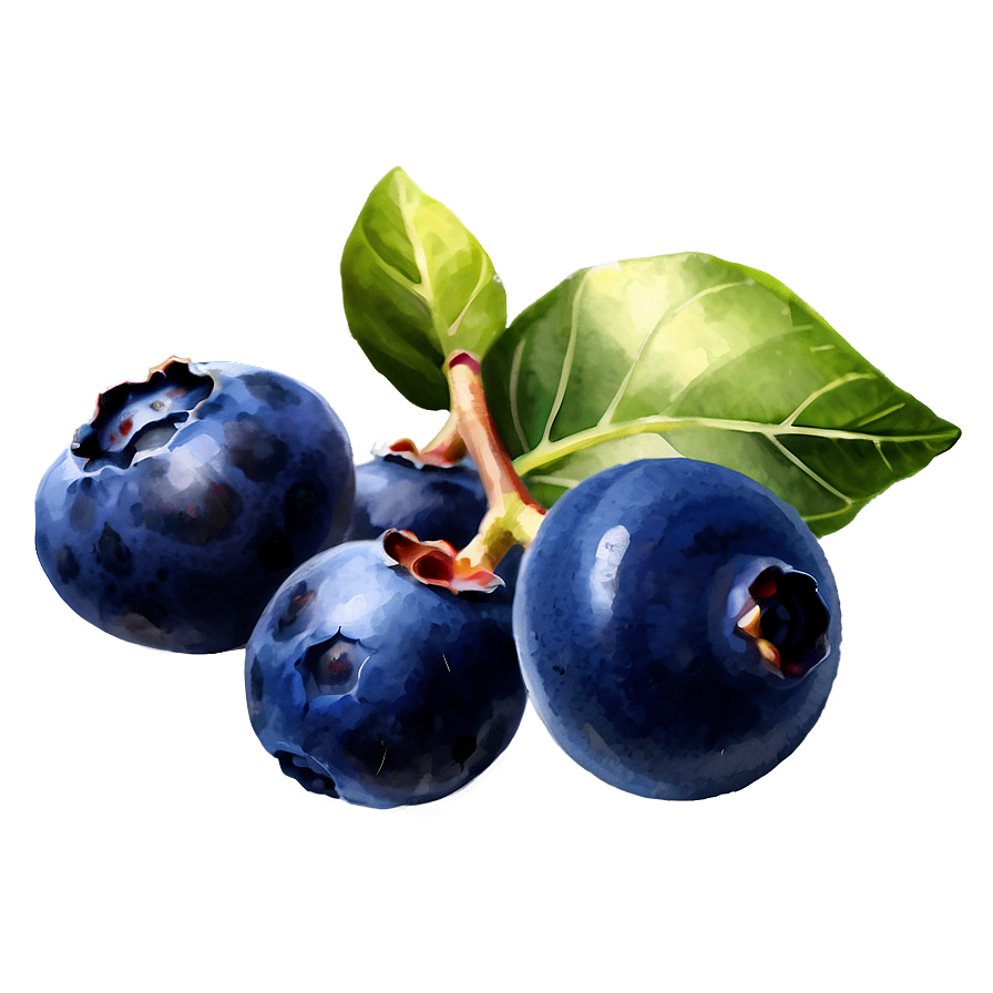 Blueberry Watercolor Png Srb30 PNG Image