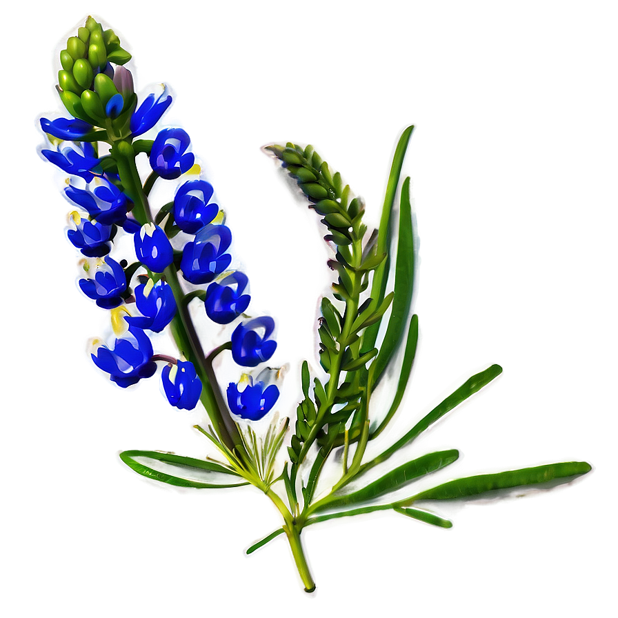 Bluebonnet A PNG Image