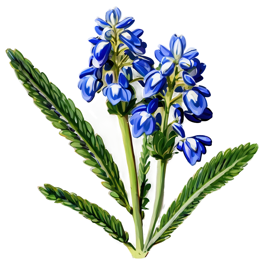 Bluebonnet Botanical Art Png 43 PNG Image