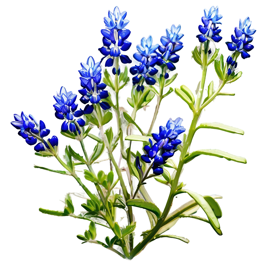 Bluebonnet Sunrise View Png 60 PNG Image