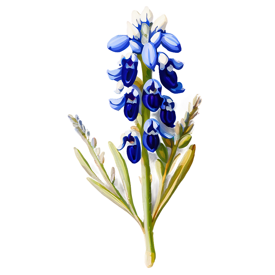 Bluebonnet Vintage Print Png 47 PNG Image