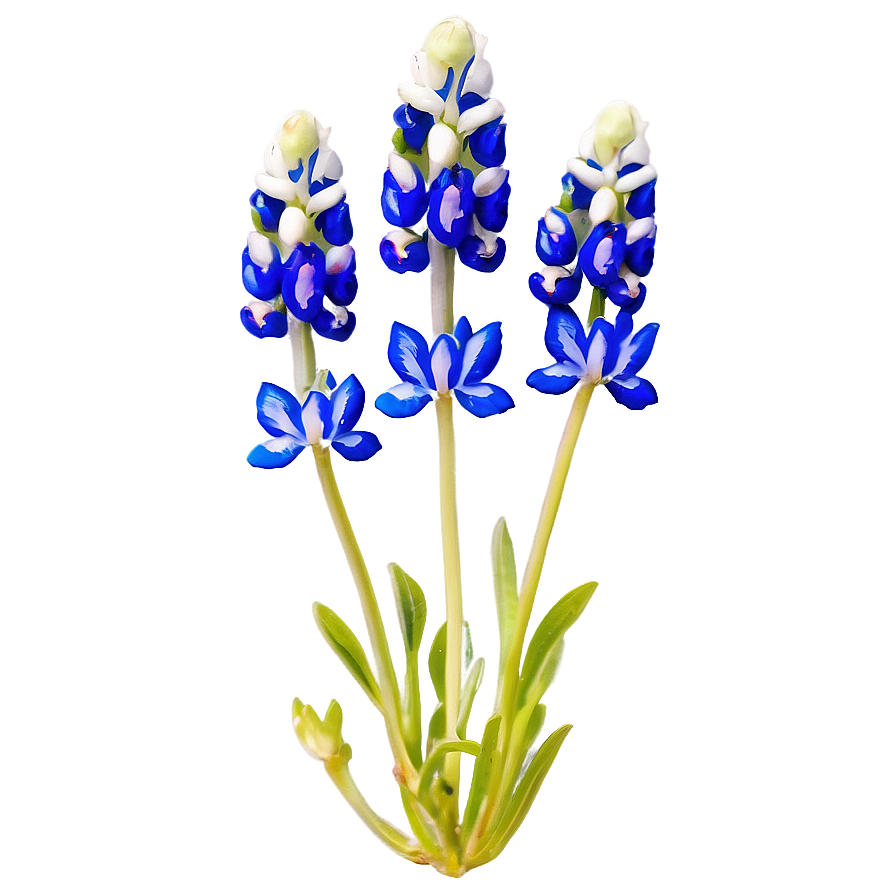 Bluebonnet Vintage Print Png Fex88 PNG Image