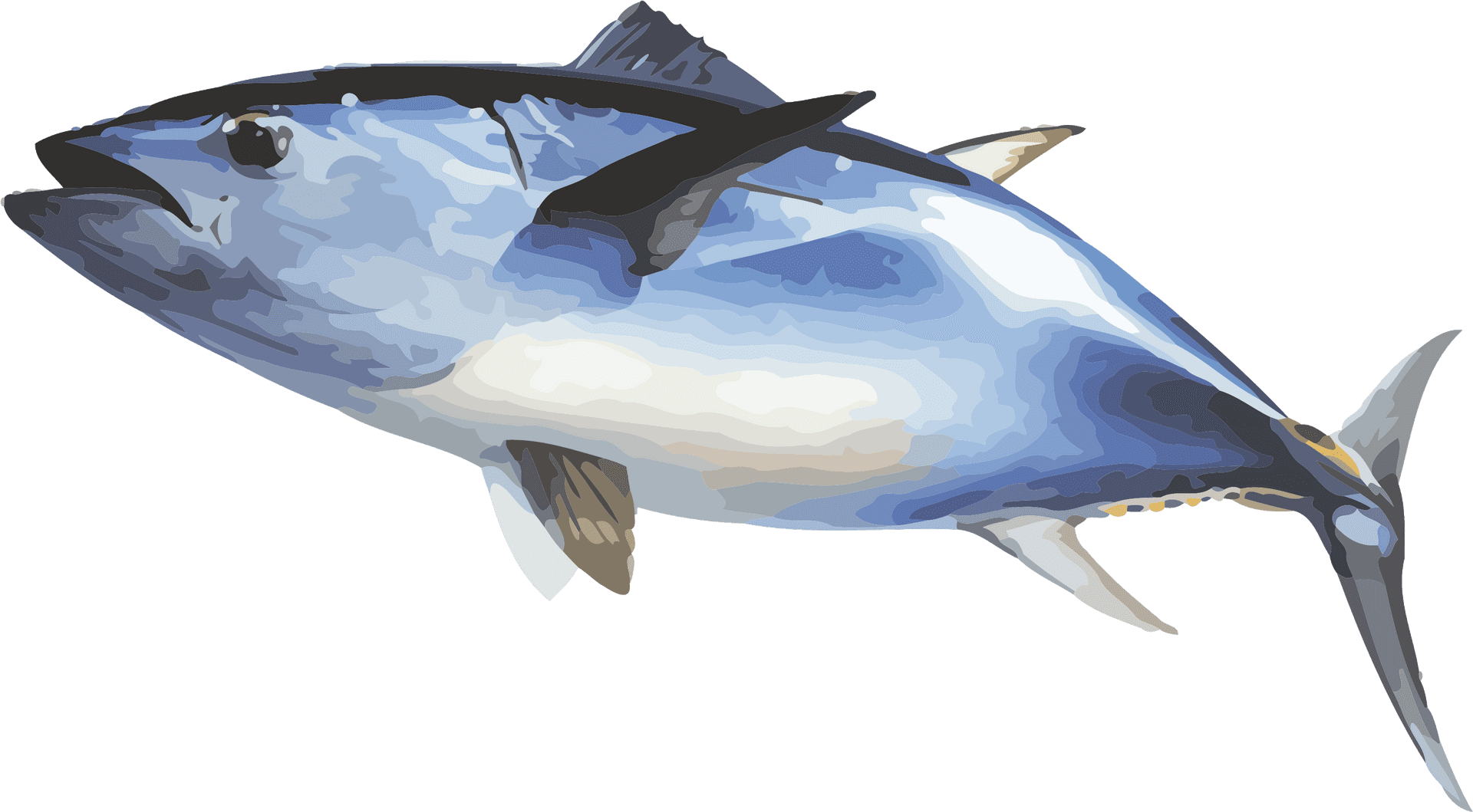 Bluefin Tuna Illustration.png PNG Image