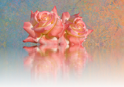 Blushing_ Roses_ Reflection_ Artwork PNG Image