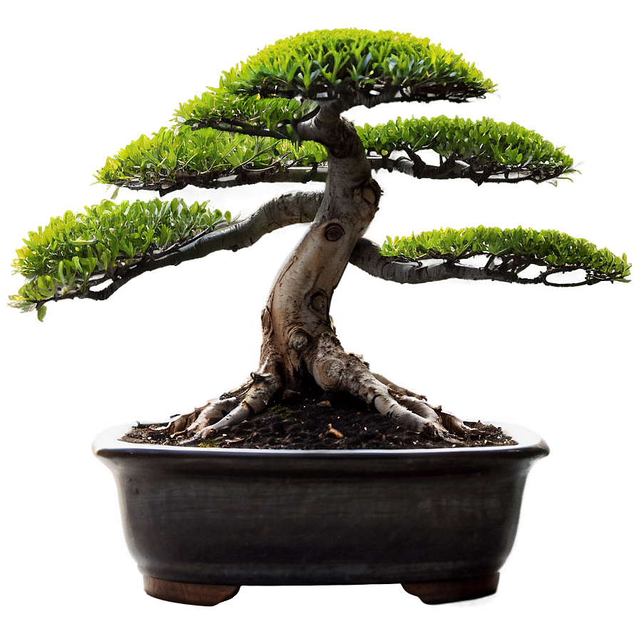 Bonsai Cultivation Png 06252024 PNG Image