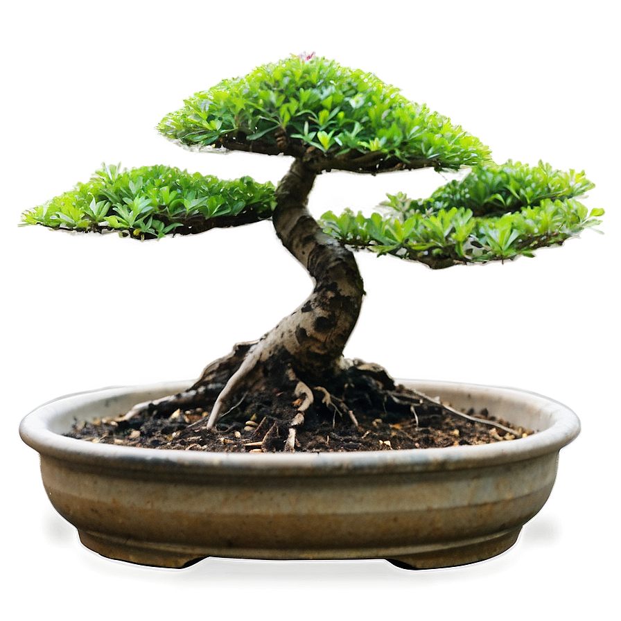 Bonsai Cultivation Png 06252024 PNG Image