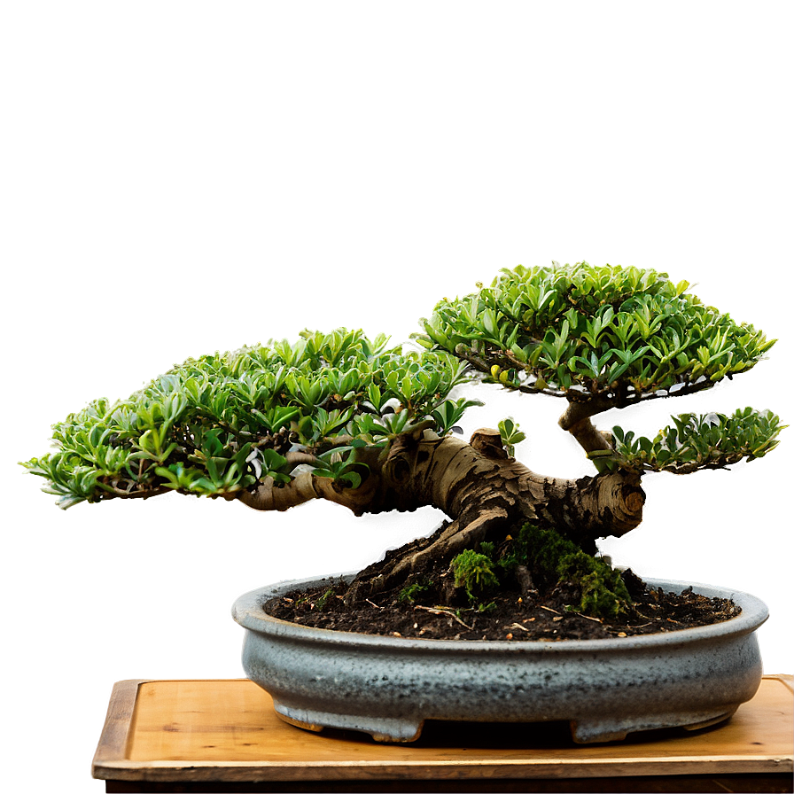 Bonsai Cultivation Png 95 PNG Image