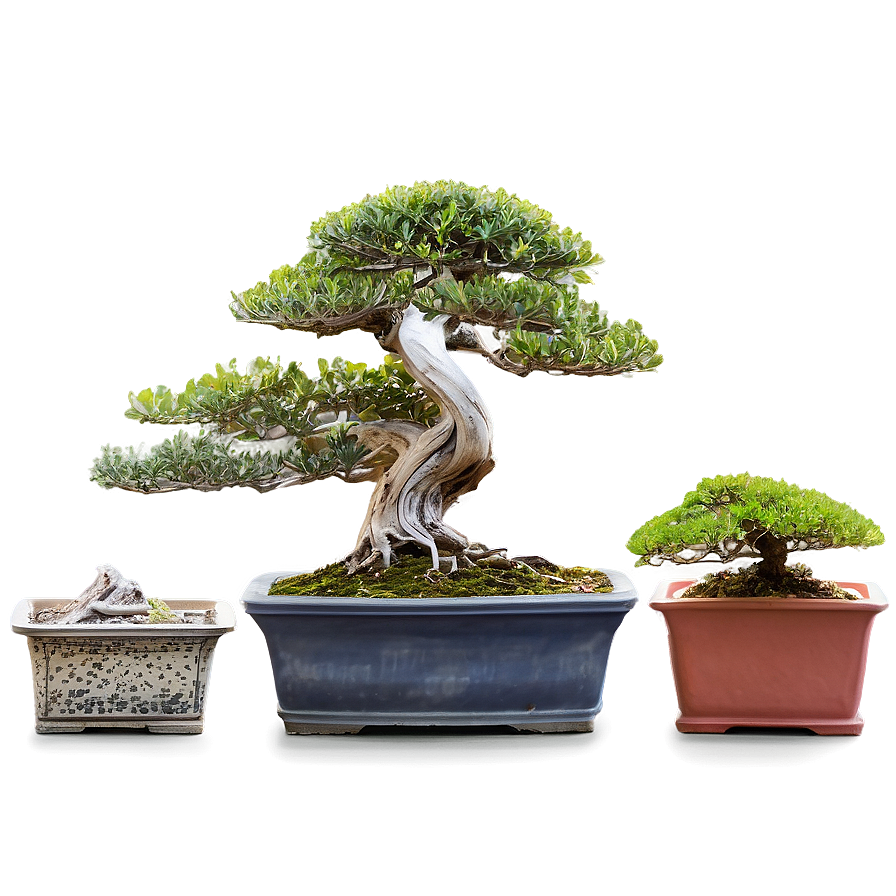 Bonsai Cultivation Png Vdu PNG Image