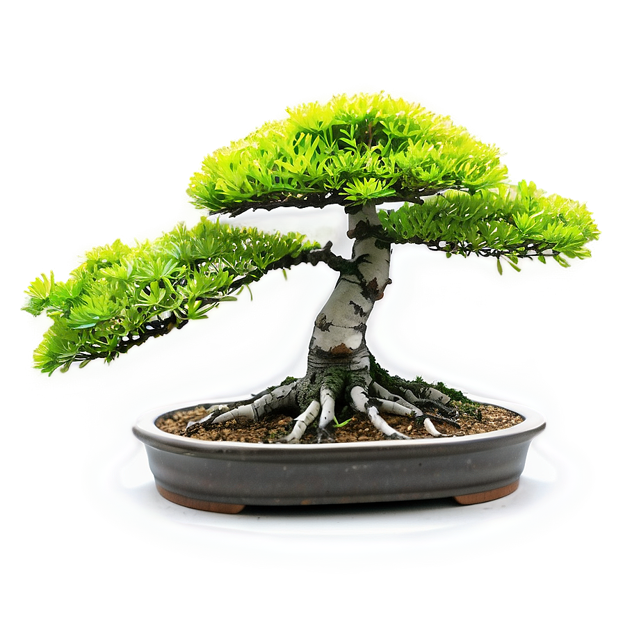 Bonsai Plant Clipart Png 27 PNG Image