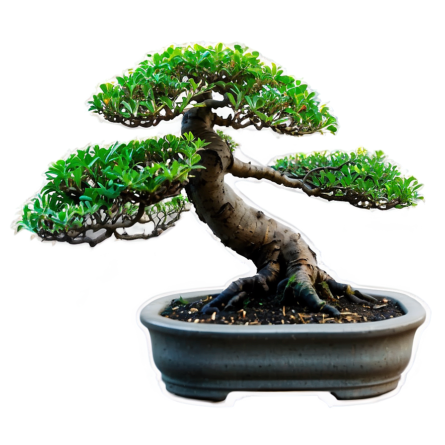 Bonsai Plant Clipart Png Qns43 PNG Image