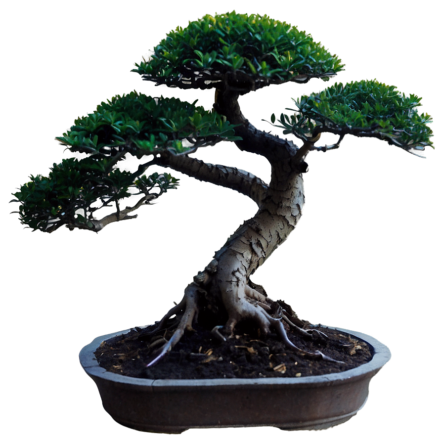 Bonsai Plant Png 20 PNG Image