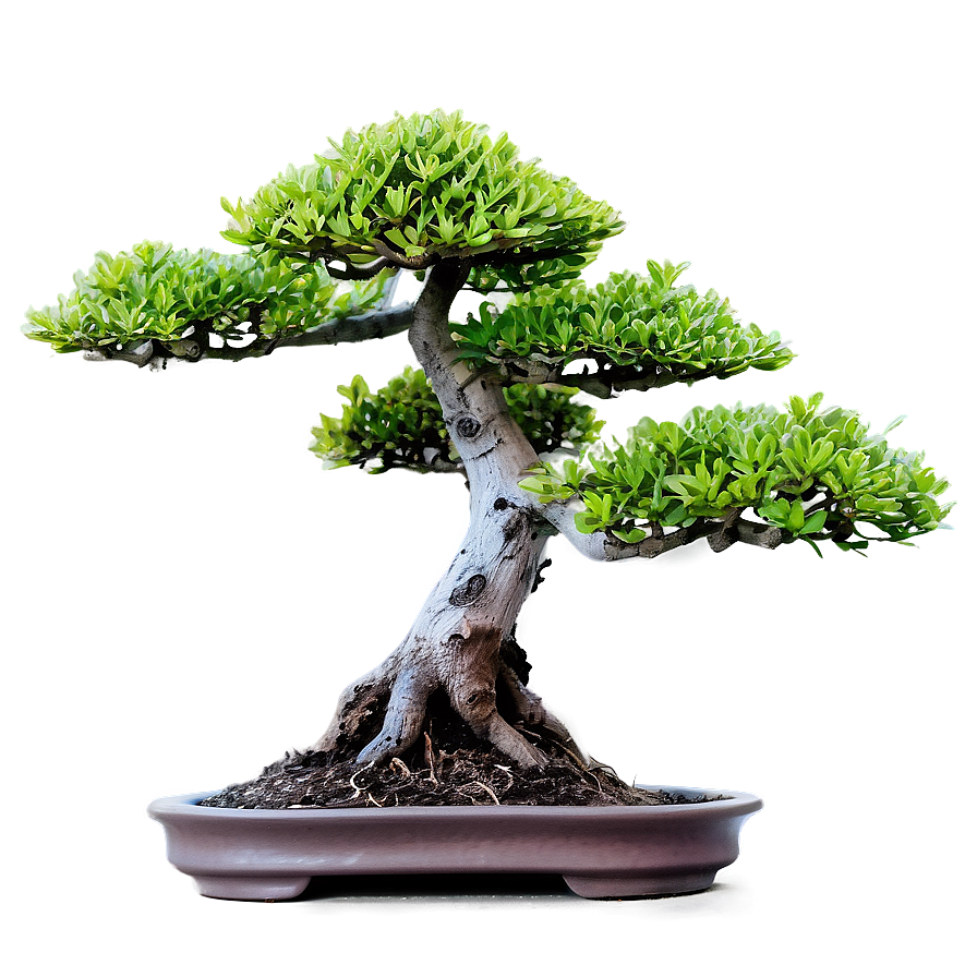 Bonsai Plant Png Csy PNG Image