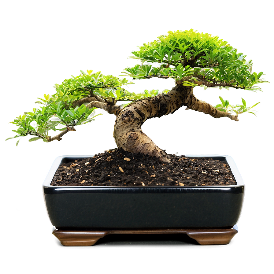 Bonsai Soil Types Png Bex81 PNG Image