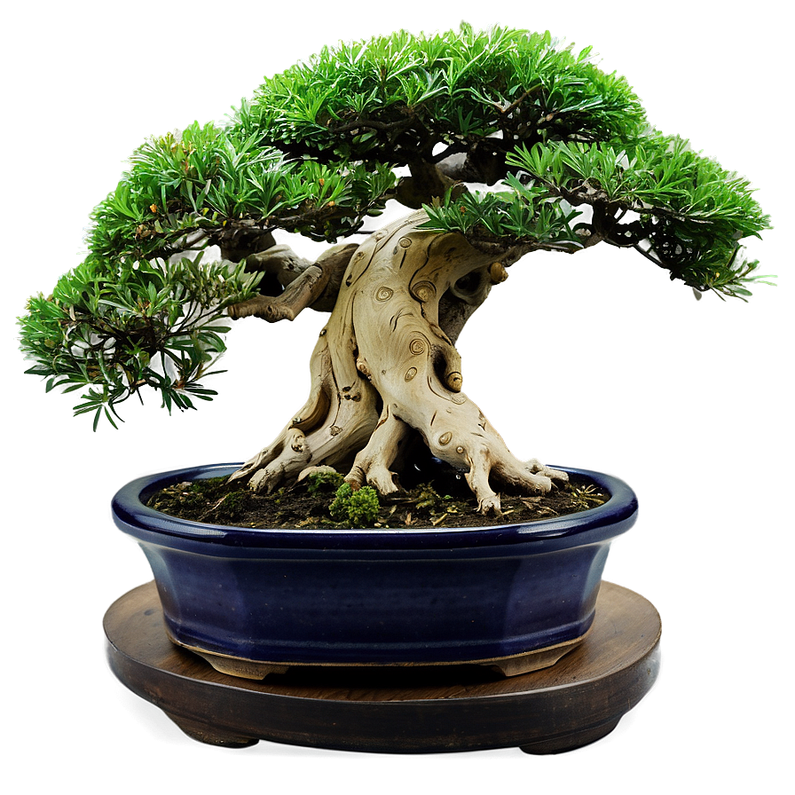 Bonsai Tree Art Png 06132024 PNG Image