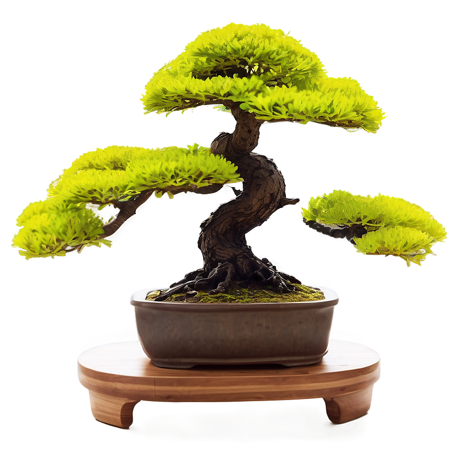 Bonsai Tree At Sunrise Png Fem89 PNG Image