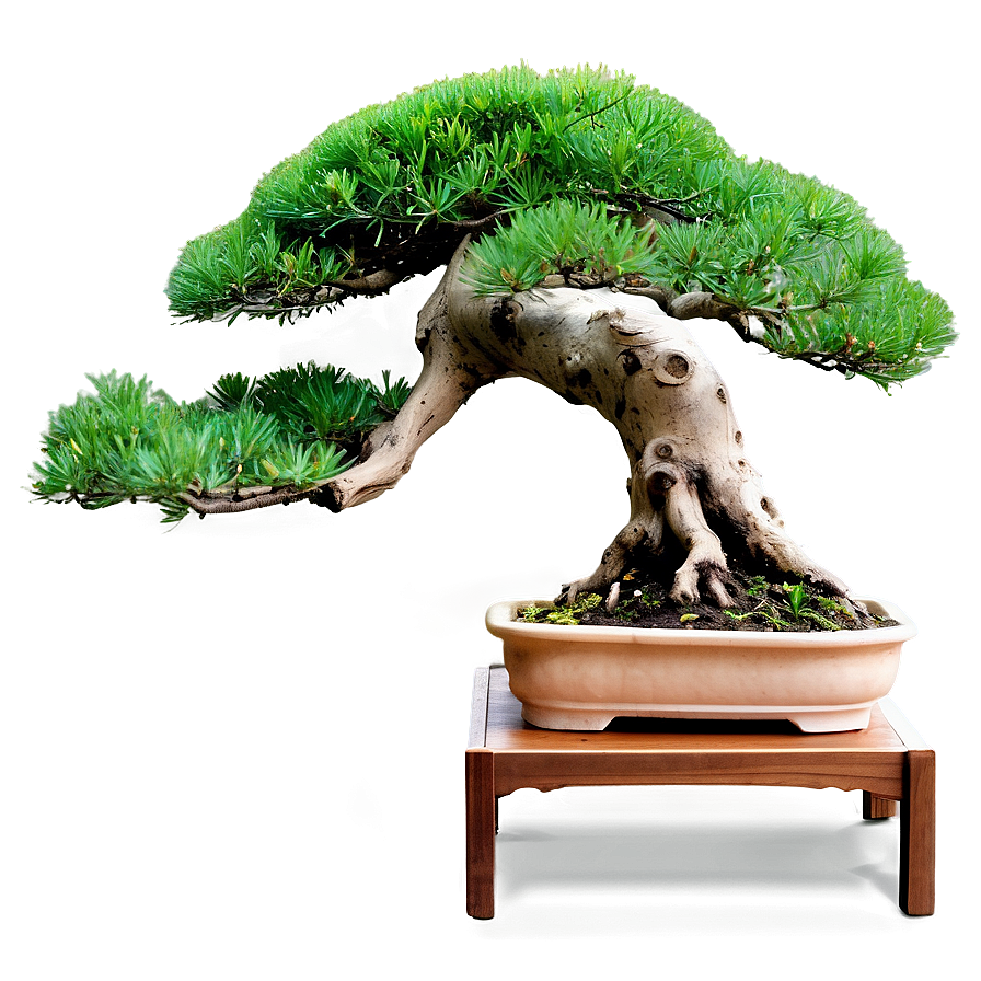 Bonsai Tree Branch Png Hhf PNG Image