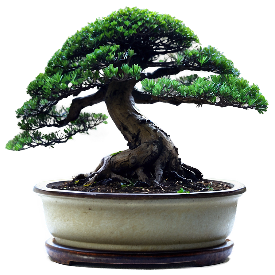 Bonsai Tree Illustration Png Bhu53 PNG Image